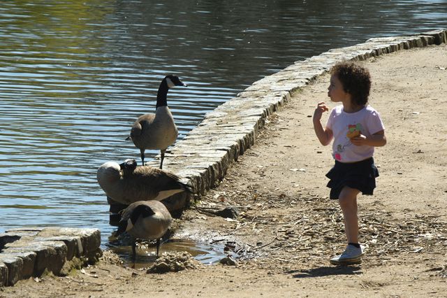 A photo of a girl and some geese in Prospect Park